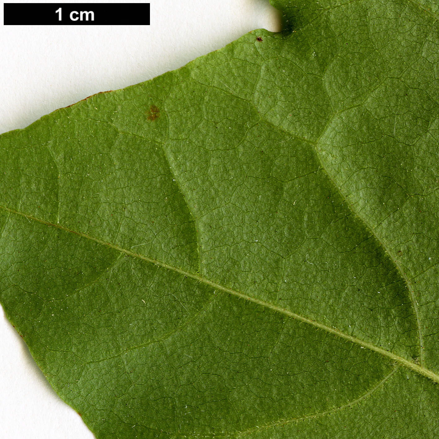 High resolution image: Family: Sapindaceae - Genus: Acer - Taxon: pictum - SpeciesSub: subsp. ambigum